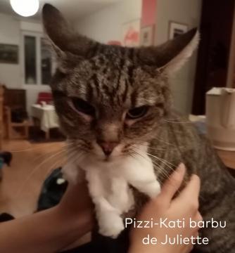 Pizzi-cati barbu par Juliette